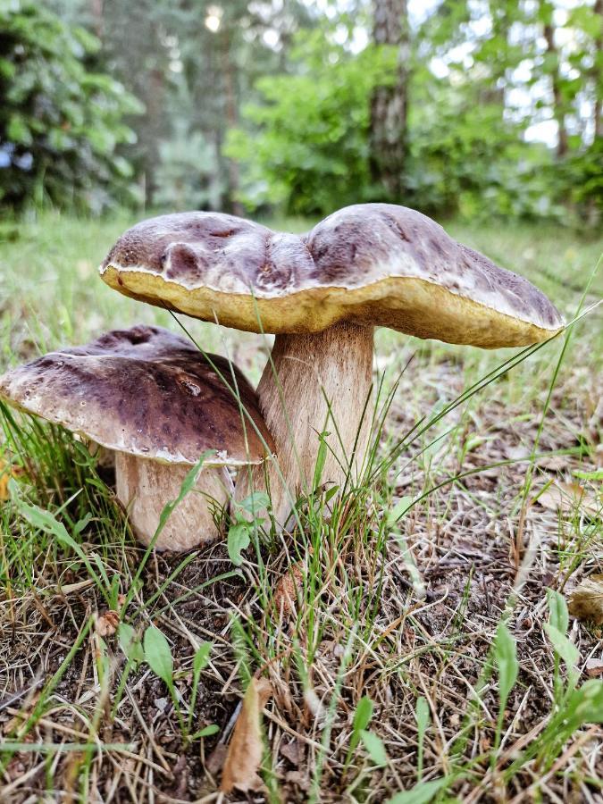 Bobrowa Ostoja Villa Lukta Bagian luar foto